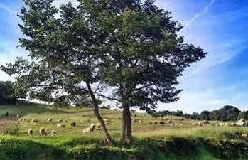 Agriturismo Pian Dei Lupi Rosignano Marittimo 3*,